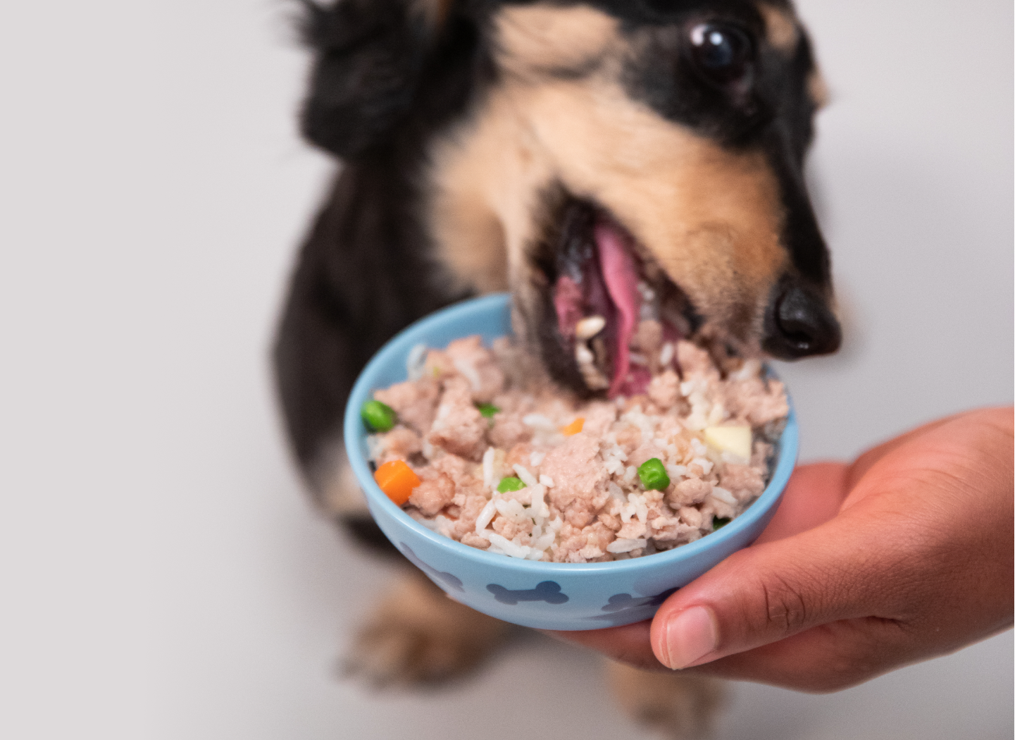 Dog eating a Ramen Pup Cup